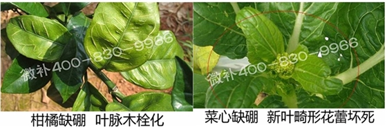 春季作物為什么需要大量用硼肥？