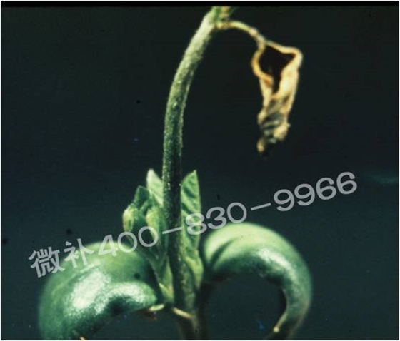 莖尖枯死，到底是缺硼還是缺鈣？