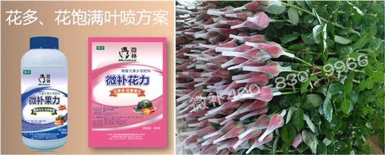 花卉也需要微補(bǔ)嗎？