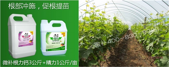 葡萄萌芽期如何預(yù)防倒春寒？
