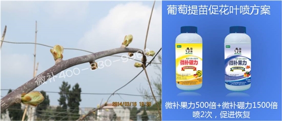 獼猴桃萌芽期如何施肥，才能促進(jìn)萌芽齊、萌芽壯？
