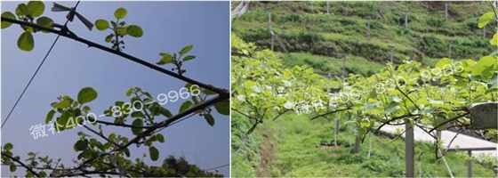 獼猴桃萌芽期如何施肥，才能促進(jìn)萌芽齊、萌芽壯？