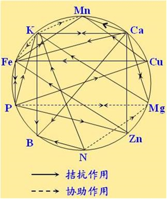 原料型鉀肥和鎂肥為什么會發(fā)生拮抗？