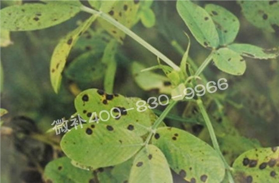 花生缺鉀與花生葉斑病有什么區(qū)別？