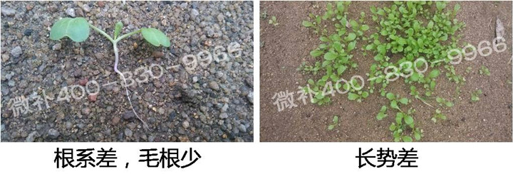 1、苗期前期（3-5片葉）.jpg