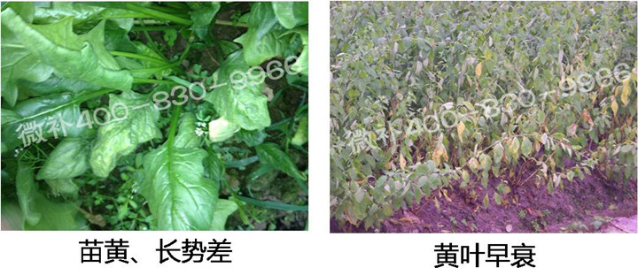 2、苗期后期.jpg