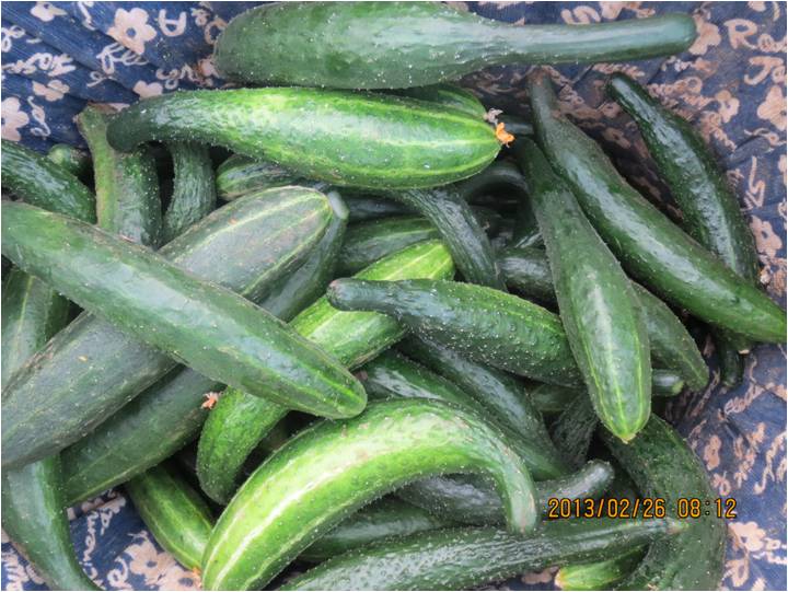 #微肥課堂#黃瓜味苦，天氣or肥料，到底誰之過？