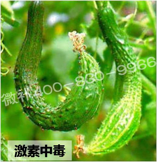 #微肥課堂#葉面肥含激素好嗎？