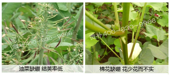春季作物為什么需要大量用硼肥？