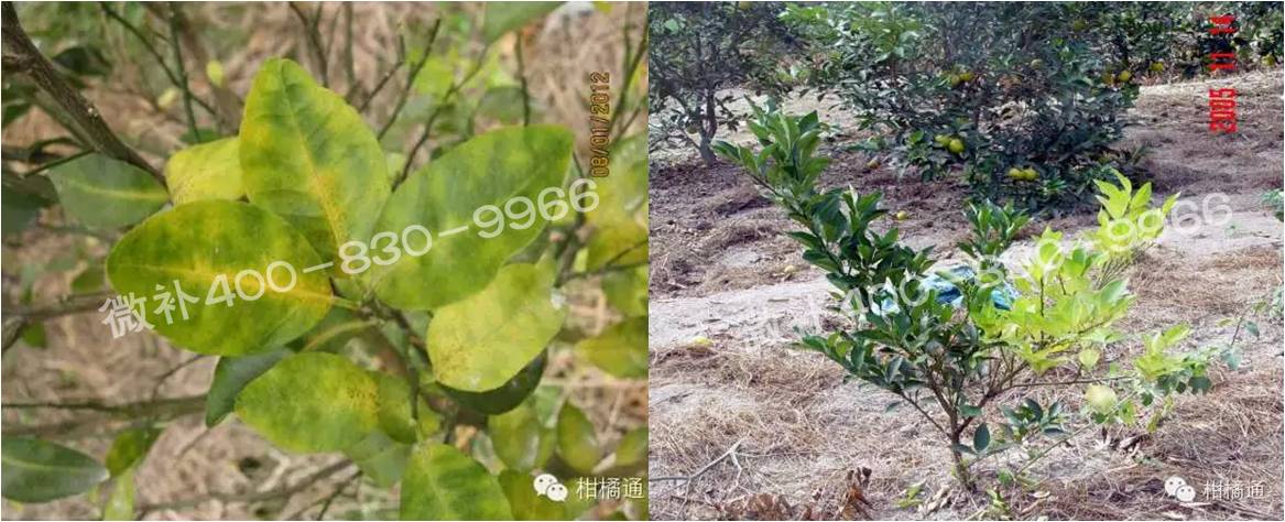 微補(bǔ)由國(guó)際植物營(yíng)養(yǎng)專(zhuān)家領(lǐng)銜的微肥企業(yè),40年微肥經(jīng)驗(yàn),針對(duì)80多種農(nóng)作物,有100多個(gè)微肥產(chǎn)品,涵蓋葉面肥,沖施肥,水溶肥等.咨詢熱線:400-830-9966微補(bǔ)系列微肥,質(zhì)量好,肥效高,見(jiàn)效快,后勁大,無(wú)公害.