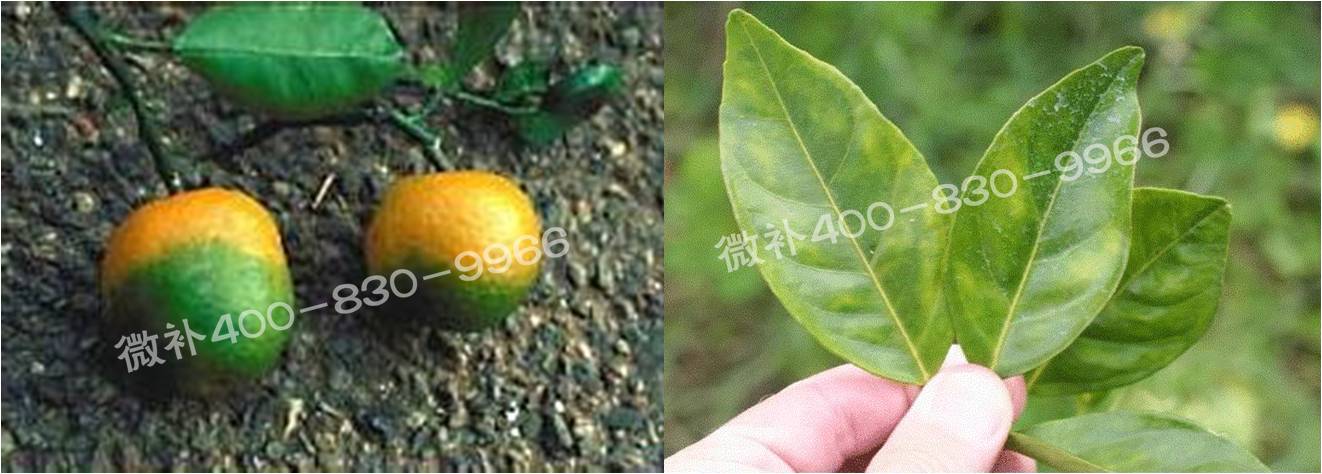 微補(bǔ)由國(guó)際植物營(yíng)養(yǎng)專(zhuān)家領(lǐng)銜的微肥企業(yè),40年微肥經(jīng)驗(yàn),針對(duì)80多種農(nóng)作物,有100多個(gè)微肥產(chǎn)品,涵蓋葉面肥,沖施肥,水溶肥等.咨詢熱線:400-830-9966微補(bǔ)系列微肥,質(zhì)量好,肥效高,見(jiàn)效快,后勁大,無(wú)公害.
