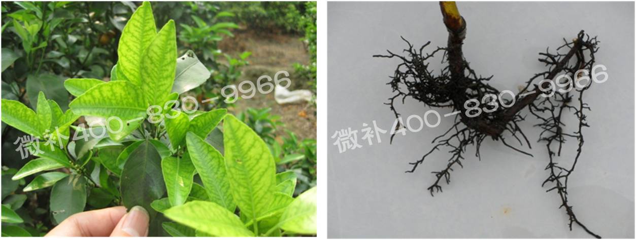 微補(bǔ)由國(guó)際植物營(yíng)養(yǎng)專(zhuān)家領(lǐng)銜的微肥企業(yè),40年微肥經(jīng)驗(yàn),針對(duì)80多種農(nóng)作物,有100多個(gè)微肥產(chǎn)品,涵蓋葉面肥,沖施肥,水溶肥等.咨詢熱線:400-830-9966微補(bǔ)系列微肥,質(zhì)量好,肥效高,見(jiàn)效快,后勁大,無(wú)公害.