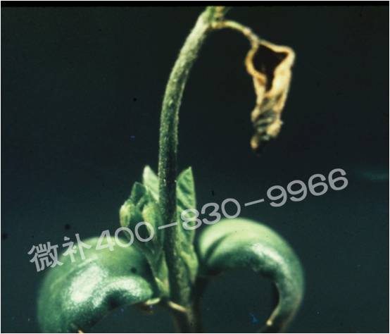 莖尖枯死，到底是缺硼還是缺鈣？