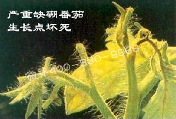 莖尖枯死，到底是缺硼還是缺鈣？