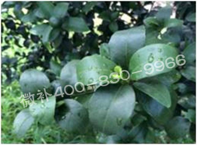 柑橘春梢弱，難抽發(fā)，到底是什么原因？