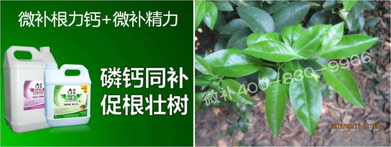 柑橘春梢弱，難抽發(fā)，到底是什么原因？