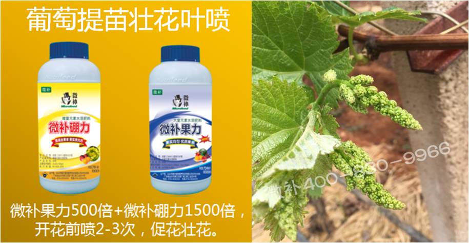 葡萄萌芽期如何預防倒春寒？