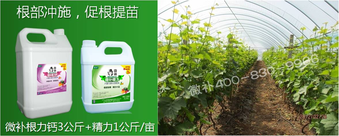 葡萄萌芽期如何預防倒春寒？