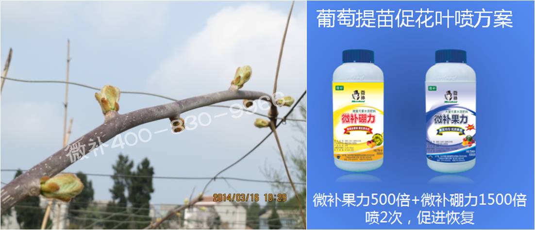 獼猴桃萌芽期如何施肥，才能促進(jìn)萌芽齊、萌芽壯？