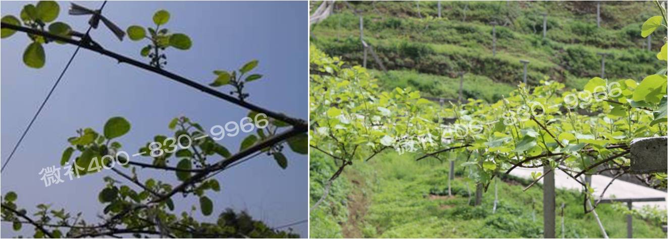 獼猴桃萌芽期如何施肥，才能促進(jìn)萌芽齊、萌芽壯？