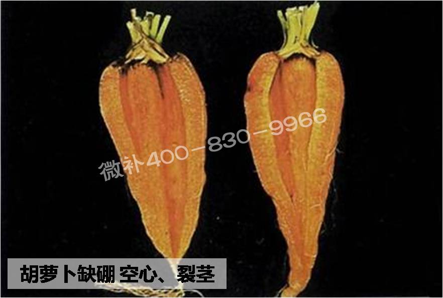 大田作物缺硼，就用高生物活性海藻液體硼，補硼更有效！