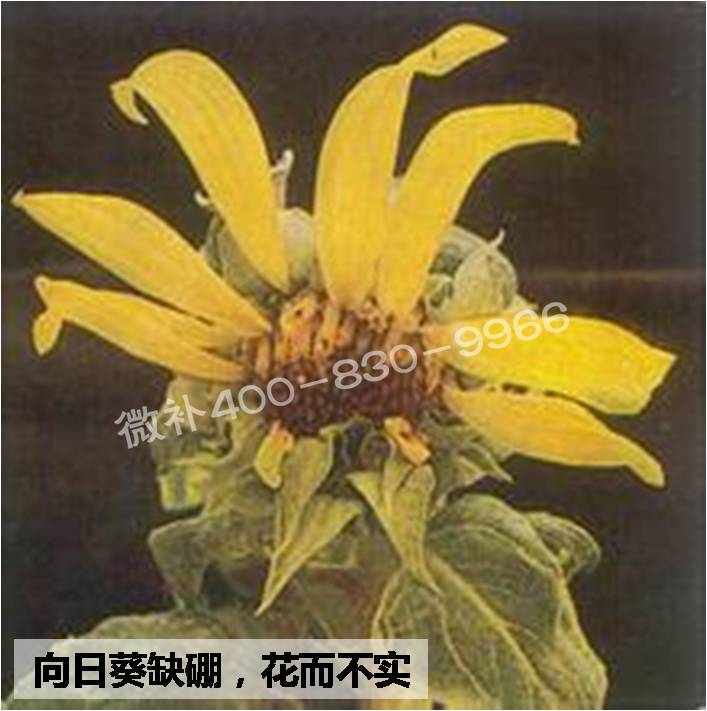 大田作物缺硼，就用高生物活性海藻液體硼，補硼更有效！