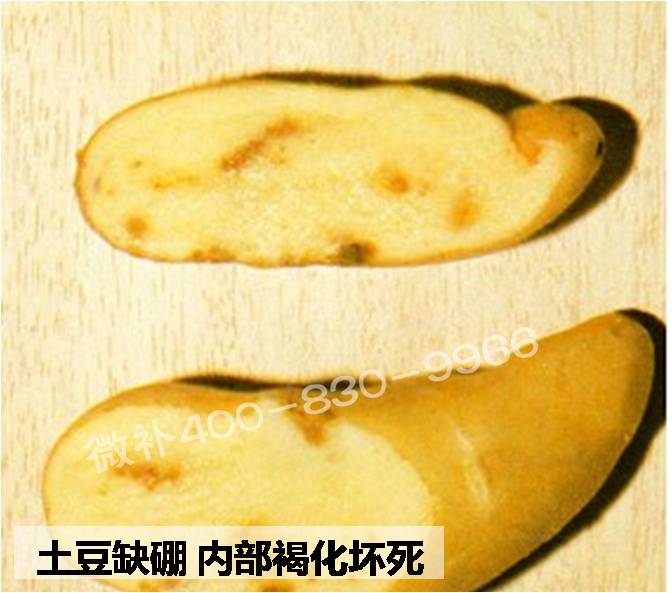 大田作物缺硼，就用高生物活性海藻液體硼，補硼更有效！