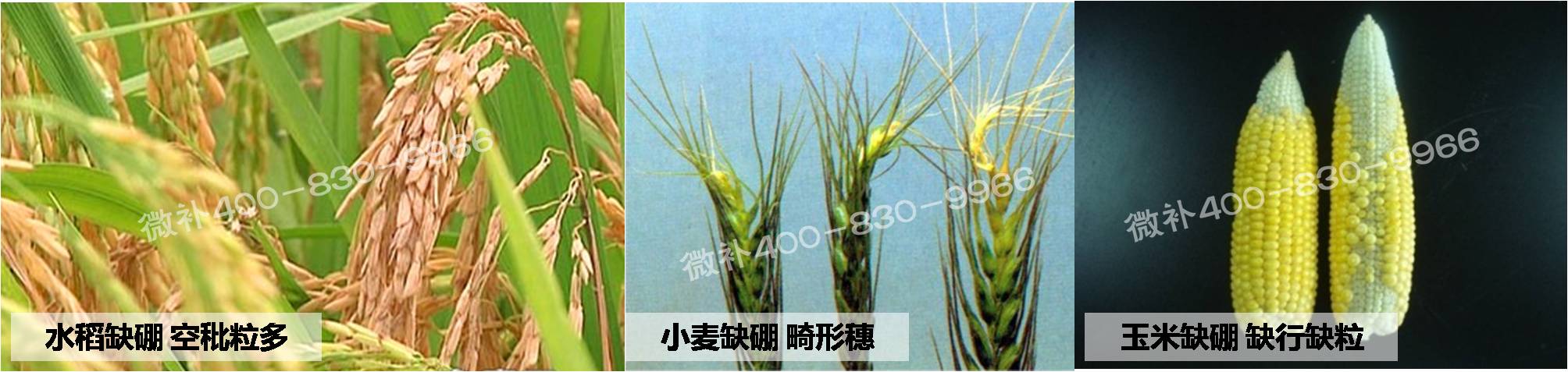 大田作物缺硼，就用高生物活性海藻液體硼，補硼更有效！