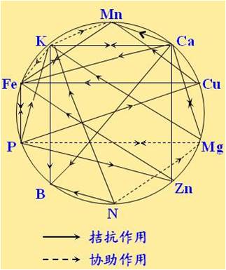 原料型鉀肥和鎂肥為什么會(huì)發(fā)生拮抗？