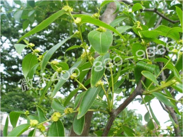 冬棗萌芽后黃葉是缺鐵嗎？