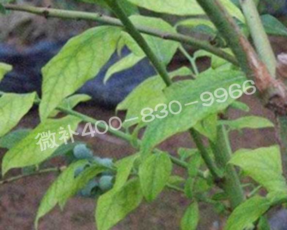 藍(lán)莓黃葉是缺素還是病害？