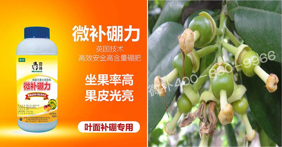 蜜柚促花壯花除了補磷還需要補硼鋅？