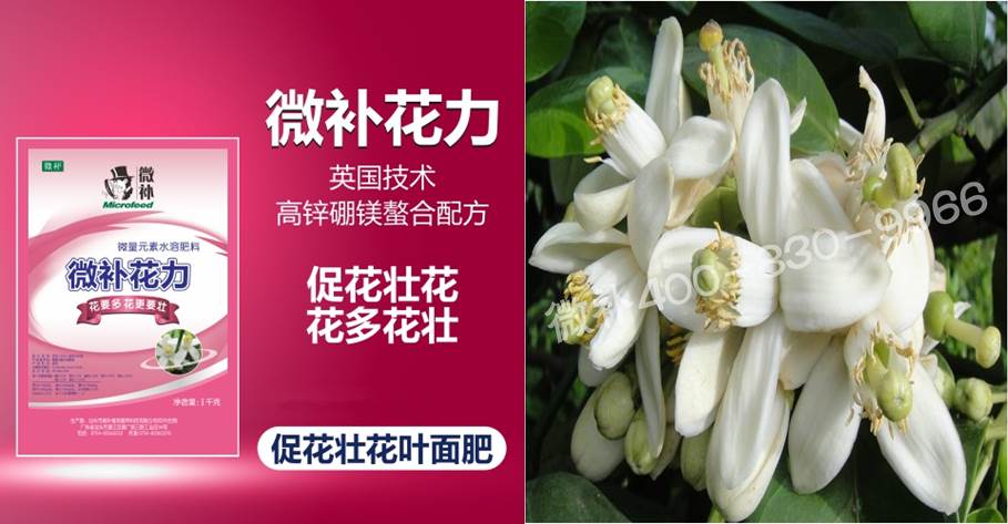 蜜柚促花壯花除了補磷還需要補硼鋅？