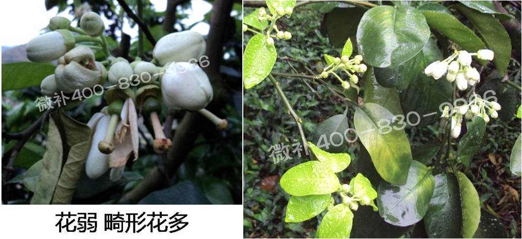 蜜柚促花壯花除了補磷還需要補硼鋅？