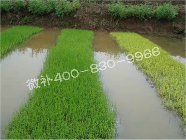 水稻黃秧、爛秧怎么辦？