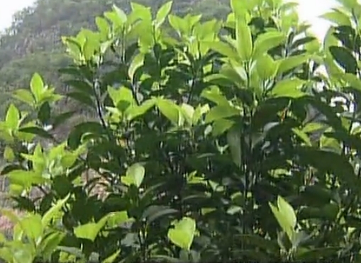 柑橘淋沖微補(bǔ)鈣肥，促根預(yù)防黃樹，樹壯保果品質(zhì)好