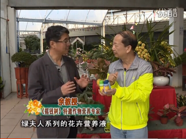 20160111珠江臺(tái)搖錢(qián)樹(shù)：家庭盆栽花卉黃葉又難養(yǎng)？用綠夫人，枝繁葉茂、花多花艷