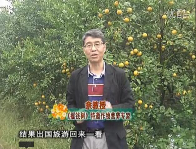20160111珠江臺搖錢樹：貢柑大場樹弱黃葉，今年樹勢大翻身果靚還高價(jià)！