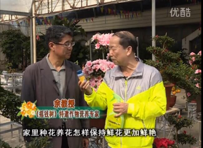 20160118珠江臺(tái)搖錢(qián)樹(shù)：家庭花卉用綠夫人600度鮮花營(yíng)養(yǎng)液，花開(kāi)鮮艷、花期長(zhǎng)