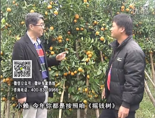 20160125珠江臺搖錢樹：如何解決柑橘兩大問題：黃樹和果品質(zhì)差？