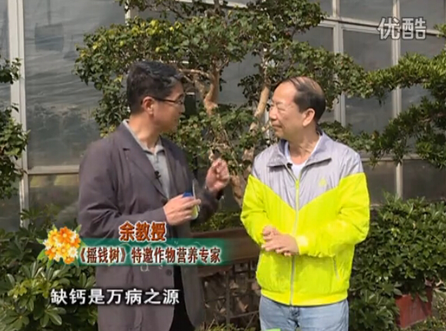 20160125珠江臺(tái)搖錢(qián)樹(shù)：家庭盆栽花卉噴綠夫人160度補(bǔ)鈣抗病液，長(zhǎng)勢(shì)精神、抗病好