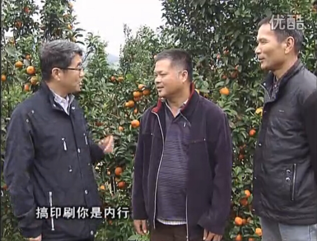 20160201珠江臺搖錢樹：開印刷廠改行種柑橘，保樹靚今年還高產(chǎn)？