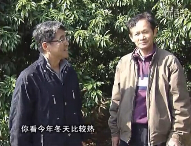 20160201珠江臺搖錢樹：暖冬荔枝易沖梢，如何促花壯花好？看微補
