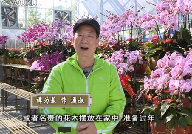 20160201珠江臺(tái)搖錢(qián)樹(shù)：新春家養(yǎng)花卉、盆栽，如何養(yǎng)護(hù)葉子、鮮花、果子保鮮更長(zhǎng)？