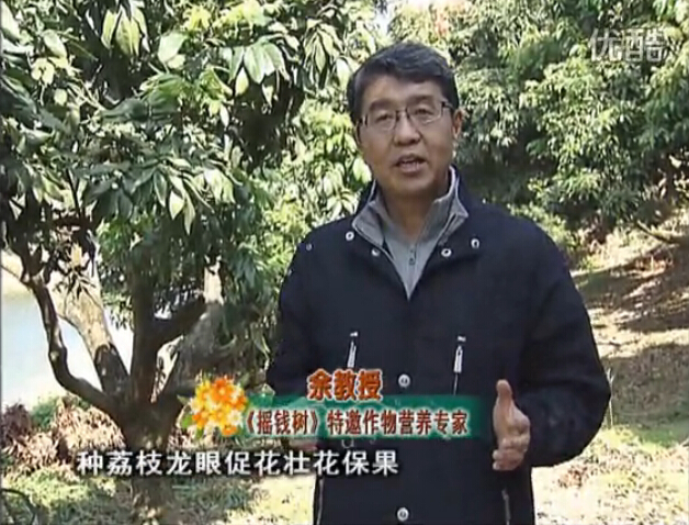 20160215珠江臺搖錢樹：龍眼撒微補倍力、噴花力+碧力，補鈣鎂鋅硼保葉壯花