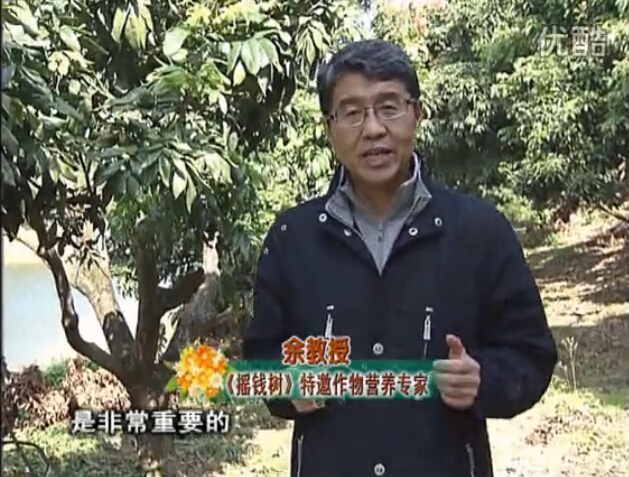 20160215珠江臺(tái)搖錢(qián)樹(shù)：名貴花木盆景，用綠夫人系列保葉、花靚、又抗病