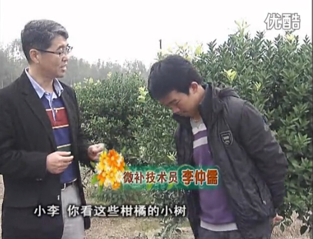20160215珠江臺搖錢樹：柑橘小樹頭年掛果撒微補(bǔ)倍力、噴花力+碧力，壯樹促花好
