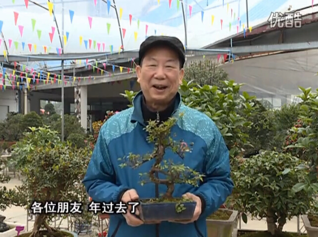 20160229珠江臺(tái)搖錢(qián)樹(shù)：盆景換盆養(yǎng)護(hù)，用綠夫人營(yíng)養(yǎng)液恢復(fù)生機(jī)