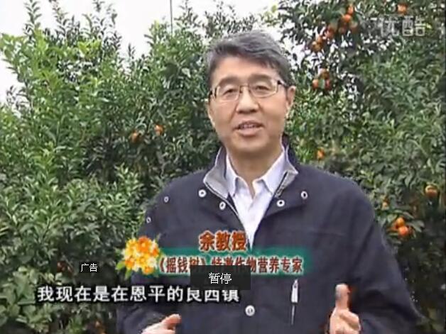 20160229珠江臺(tái)搖錢樹：柑橘用微補(bǔ)全年方案，黃樹恢復(fù)、果品質(zhì)好賣價(jià)高