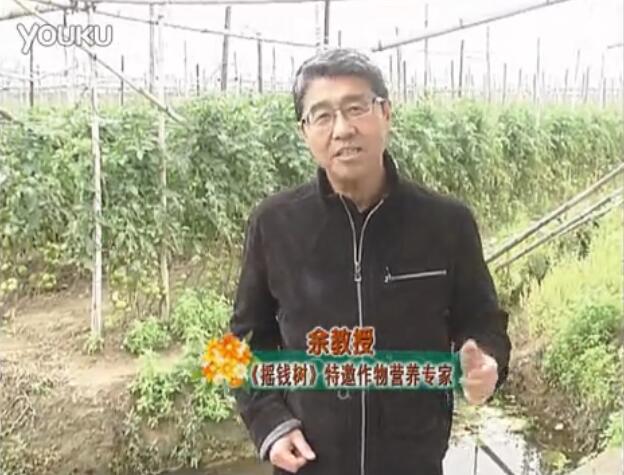 20160307珠江臺(tái)搖錢樹：天冷蔬菜有價(jià)卻無(wú)產(chǎn)？用微補(bǔ)方案苗壯保葉有產(chǎn)！